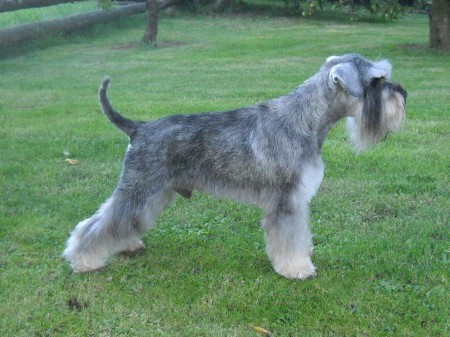 Knírač po úpravě